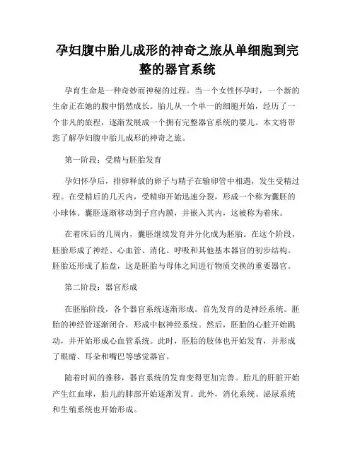 孕妇腹中胎儿成形的神奇之旅从单细胞到完整的器官系统