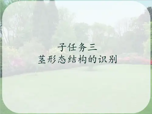园林植物器官的识别—园林植物营养器官的识别