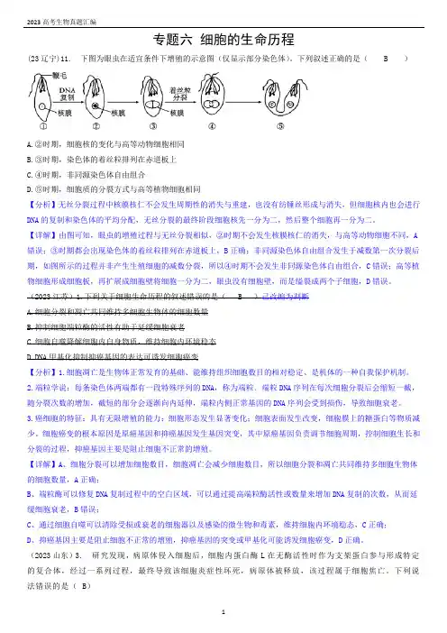 2023年高考生物真题汇编——+专题六 细胞的生命历程
