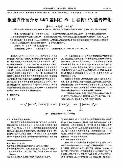 根癌农杆菌介导CMO基因在96-Ⅱ喜树中的遗传转化