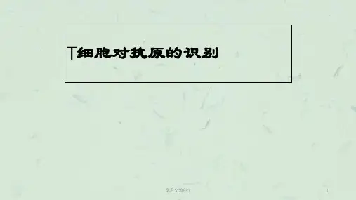 T细胞对抗原的识别ppt课件