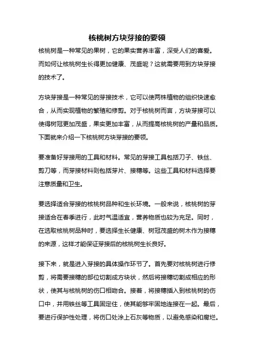 核桃树方块芽接的要领