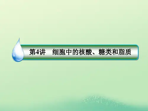 高考生物一轮复习 1-1-1-4 细胞中的核酸、糖类和脂质