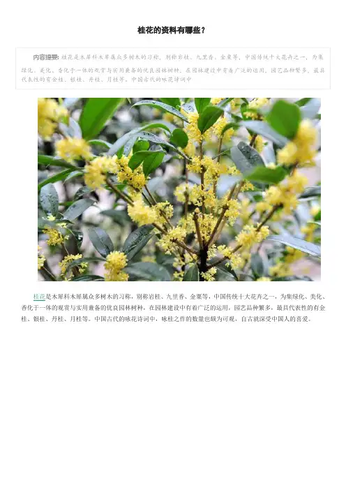 桂花的资料有哪些