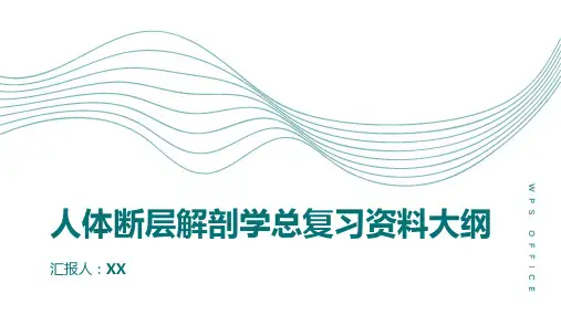 人体断层解剖学总复习资料(研究生)