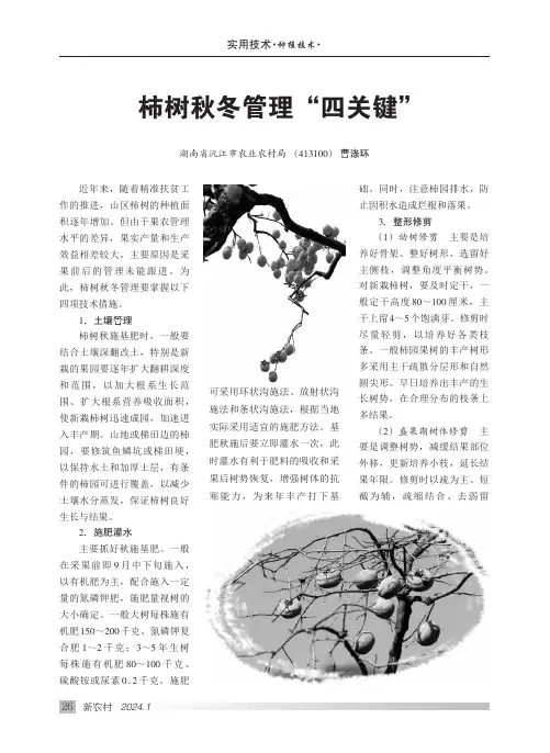 柿树秋冬管理“四关键”