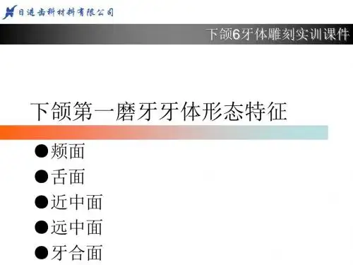下6牙体形态简述