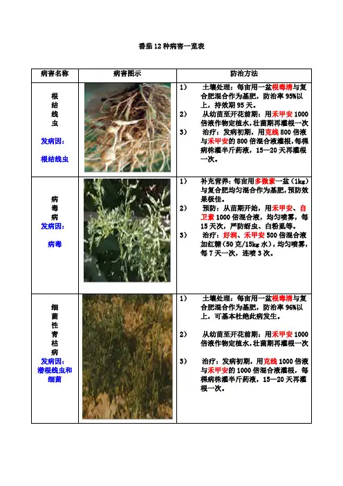番茄12种病害一览表