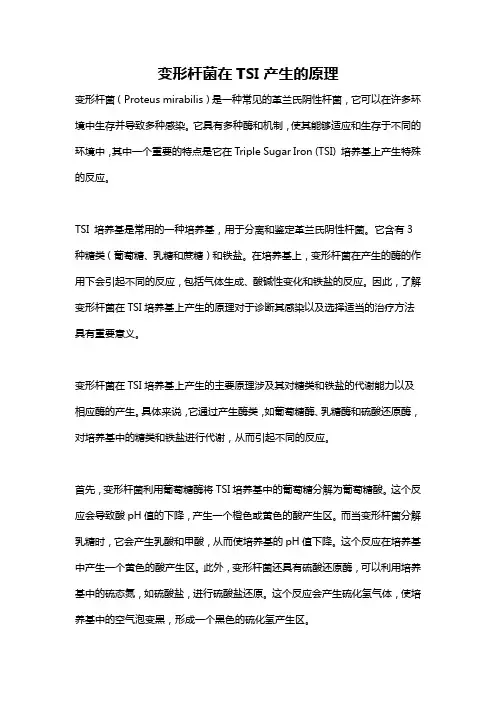 变形杆菌在TSI产生的原理