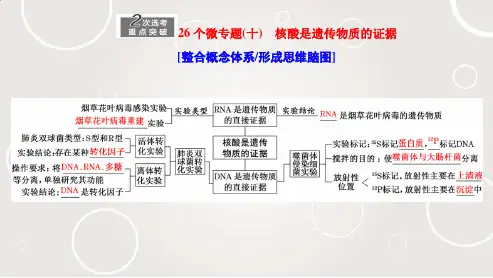 (高中段)微专题(十)核酸是遗传物质的证据