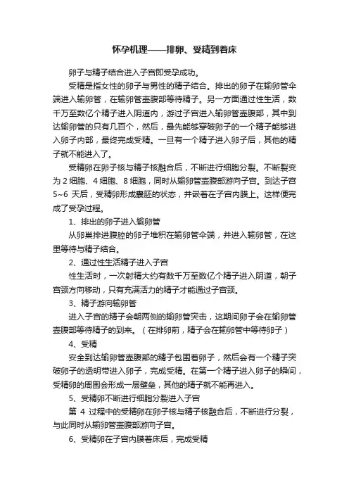 怀孕机理——排卵、受精到着床