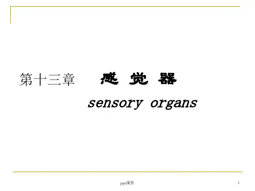 人体解剖学--感觉器官 ppt课件