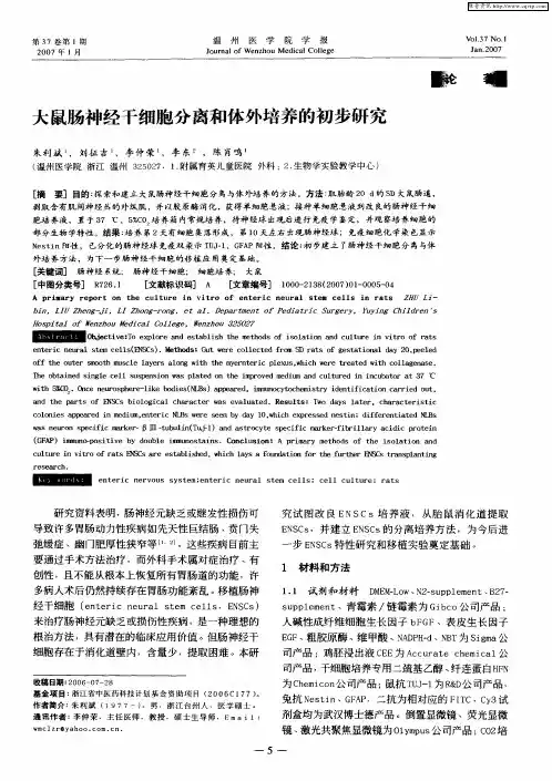 大鼠肠神经干细胞分离和体外培养的初步研究