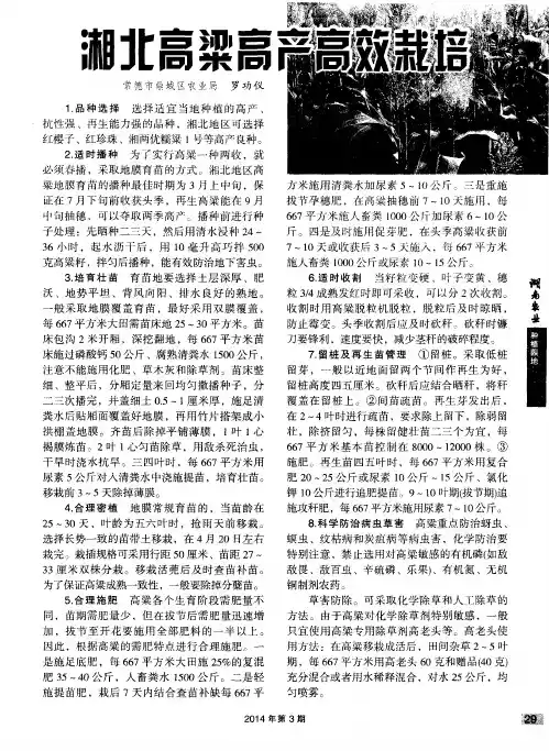 湘北高粱高产高效栽培