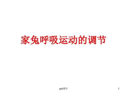 生理学实验家兔呼吸运动调节