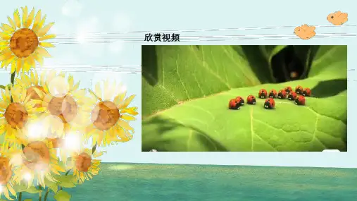 湘美版(2024)一年级美术上册第三单元第二课《寻找昆虫》精品课件