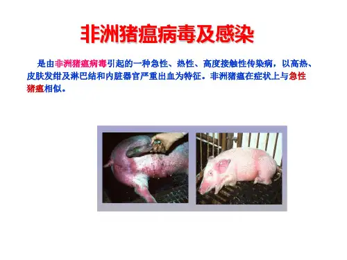 非洲猪瘟