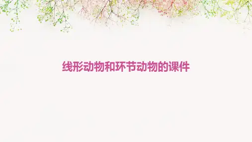 线形动物和环节动物的课件