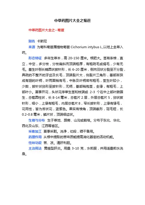 中草药图片大全之菊苣