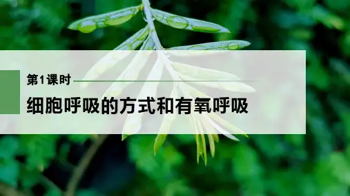 2022-2023学年 人教版   必修一 细胞呼吸的方式和有氧呼吸 课件 (73张)