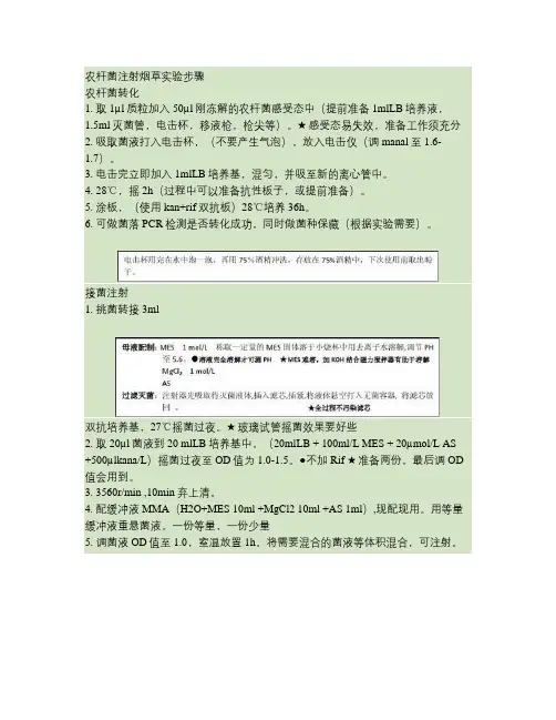 农杆菌注射烟草转化.