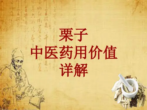 中药学_栗子_药材详解课件模板