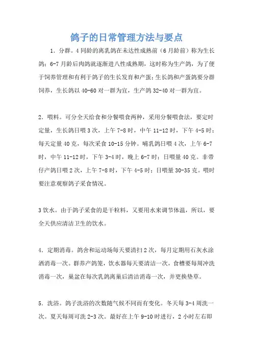 鸽子的日常管理方法与要点