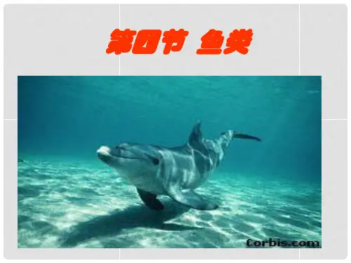 湖南省长沙市长郡芙蓉中学八年级生物上册《5.1.4 鱼》课件 (新版)新人教版