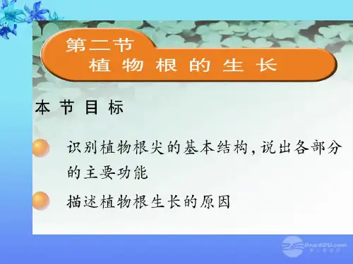 七年级生物上册 5.2 植物根的生长1课件 苏教版