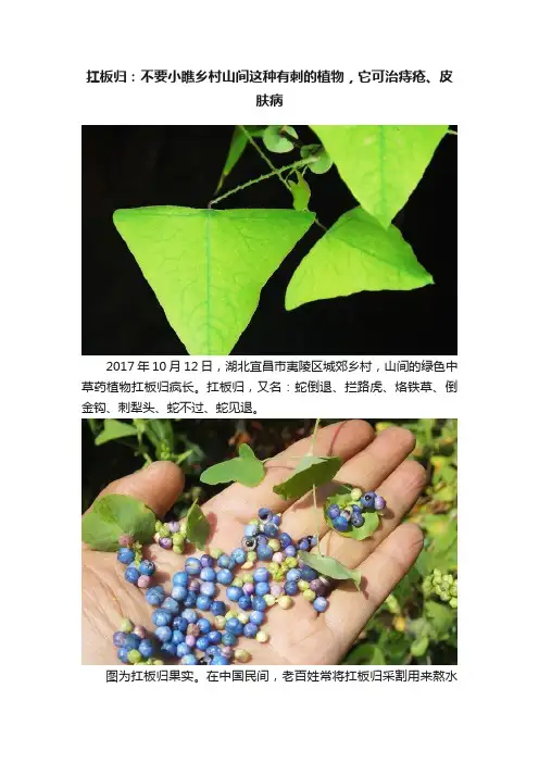 扛板归：不要小瞧乡村山间这种有刺的植物，它可治痔疮、皮肤病