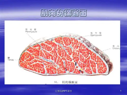 臀肌筋膜炎powerpointppt课件