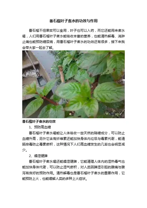 番石榴叶子煮水的功效与作用