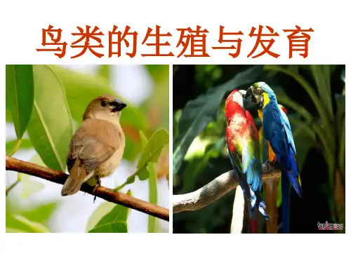 鸟类的生殖与发育