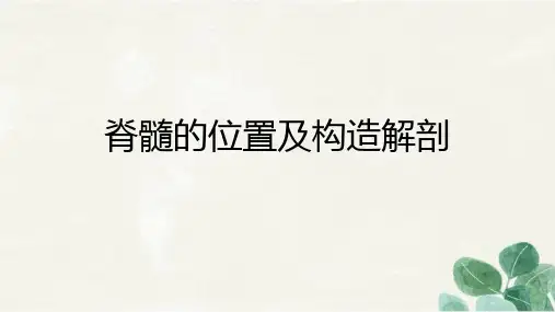 脊髓的位置及构造解剖