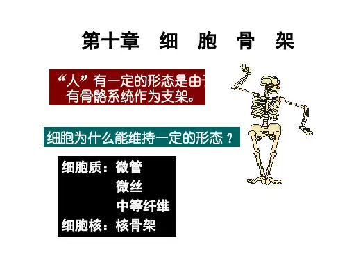 第10章细胞骨架