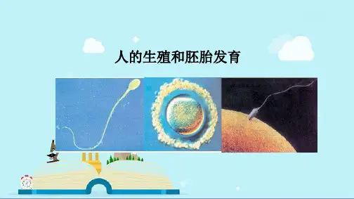 前郭尔罗斯蒙古族自治县第六中学八年级生物下册 6.1.3人的生殖和胚胎发育教学课件 新版冀教版