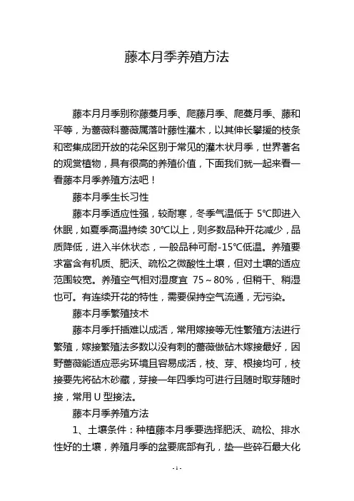 藤本月季养殖方法