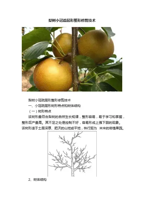 梨树小冠疏层形整形修剪技术