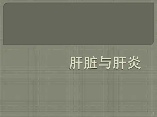 肝脏与肝炎ppt课件