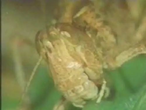 七年级生物蝗虫(新201907)
