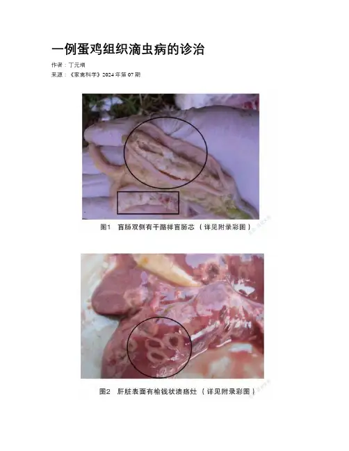 一例蛋鸡组织滴虫病的诊治