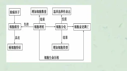有丝分裂及减数分裂课件