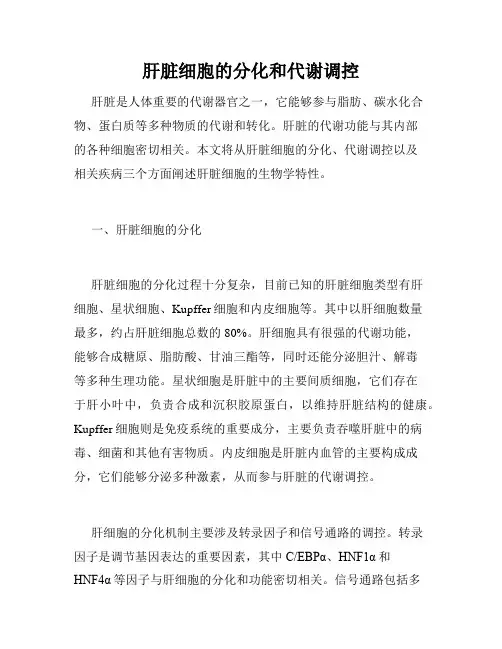 肝脏细胞的分化和代谢调控