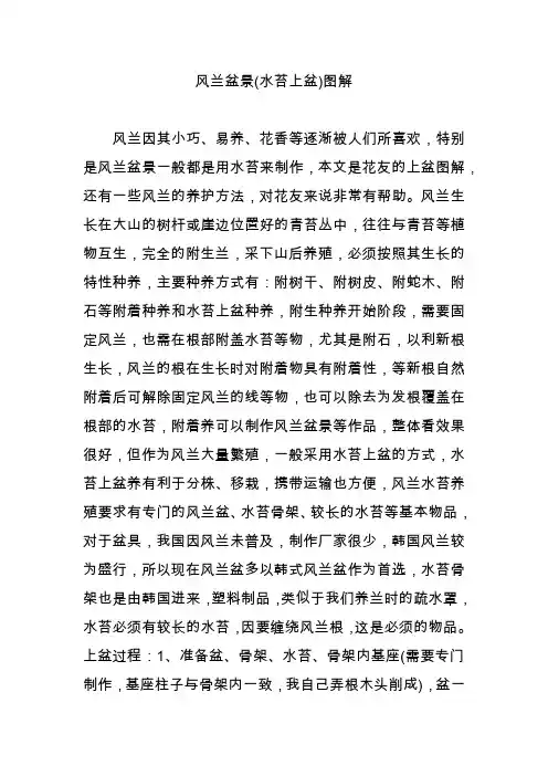 风兰盆景(水苔上盆)图解
