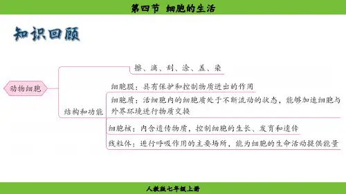 1.2.4++细胞的生活++课件-2024-2025学年人教版生物七年级上册