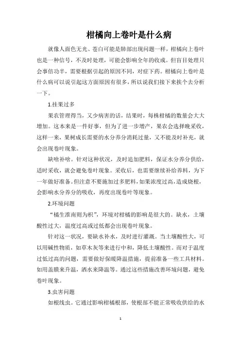 柑橘向上卷叶是什么病