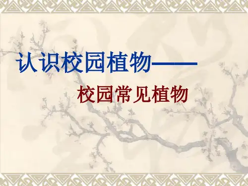认识校园植物ppt课件