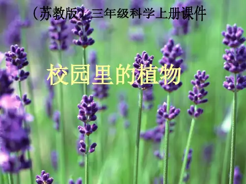 三年级上册科学课件校园里的植物_苏教版