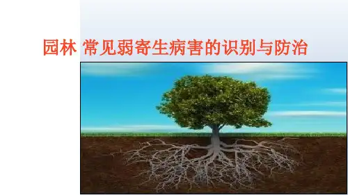 园林常见弱寄生病害的识别与防治