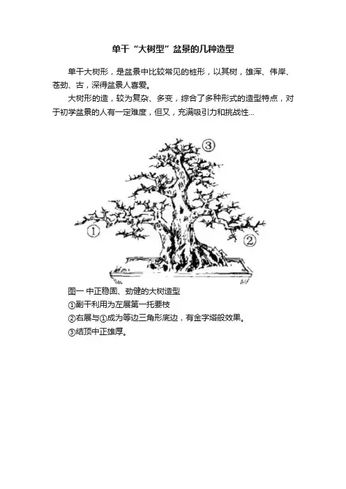 单干“大树型”盆景的几种造型